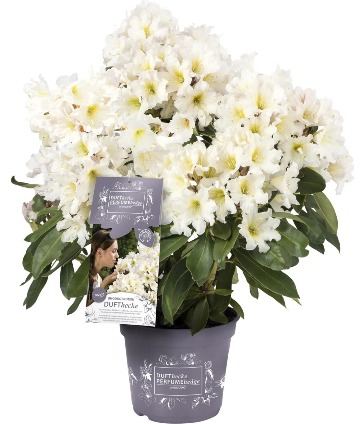 Rhododendron Inkarho® 'Dufthecke', verschiedene Sorten