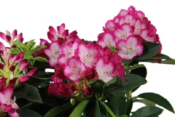 Rhododendron 'Mega'