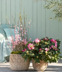 Rhododendron 'Mega'