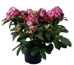 Rhododendron 'Mega'