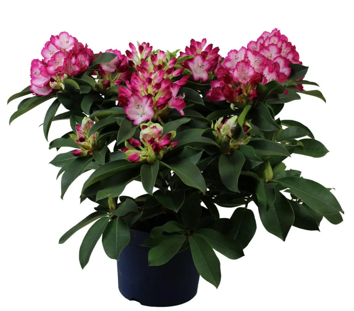 Rhododendron 'Mega'