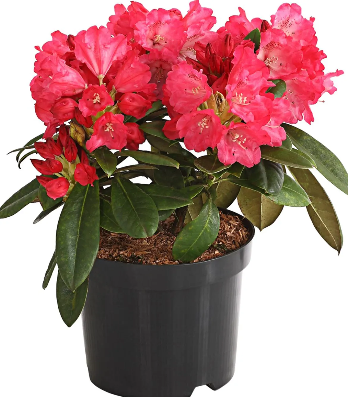 Rhododendron 'Morgenrot'