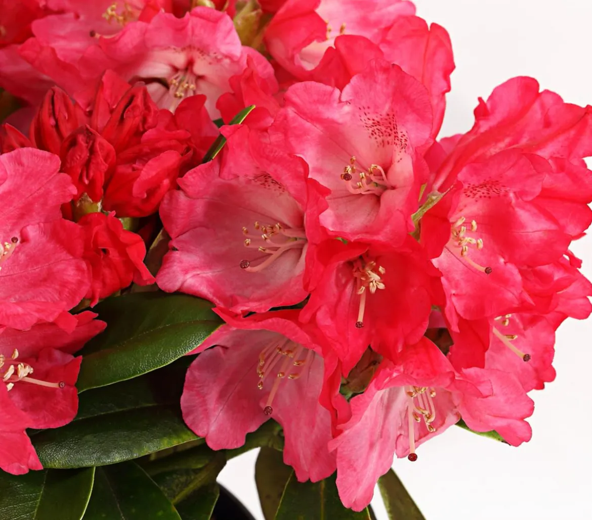 Rhododendron 'Morgenrot'