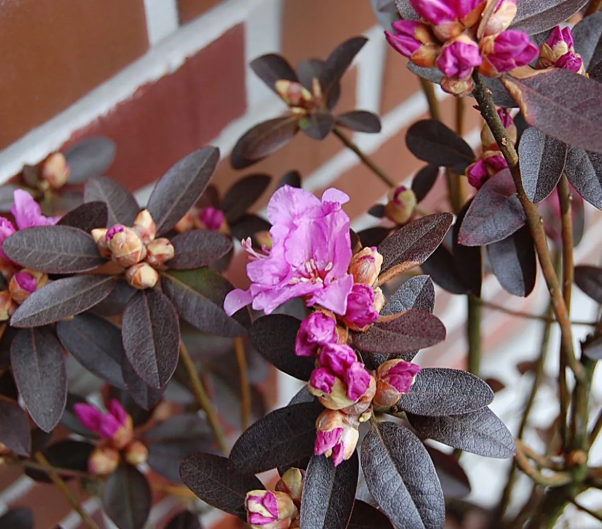 Rhododendron 'P. J. Mezitt'