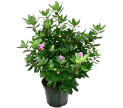 Rhododendron 'P. J. Mezitt'