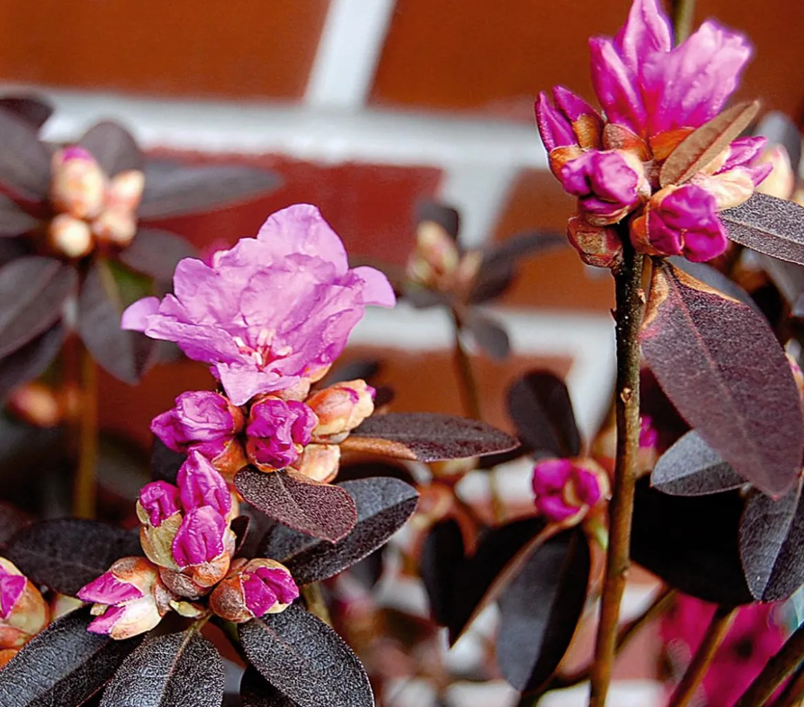 Rhododendron 'P. J. Mezitt'