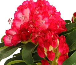 Rhododendron 'Super Mega'