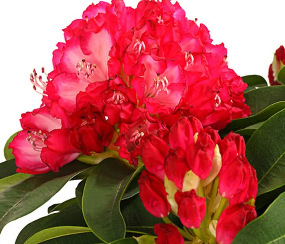 Rhododendron 'Super Mega'