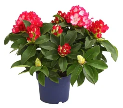 Rhododendron 'Super Mega'