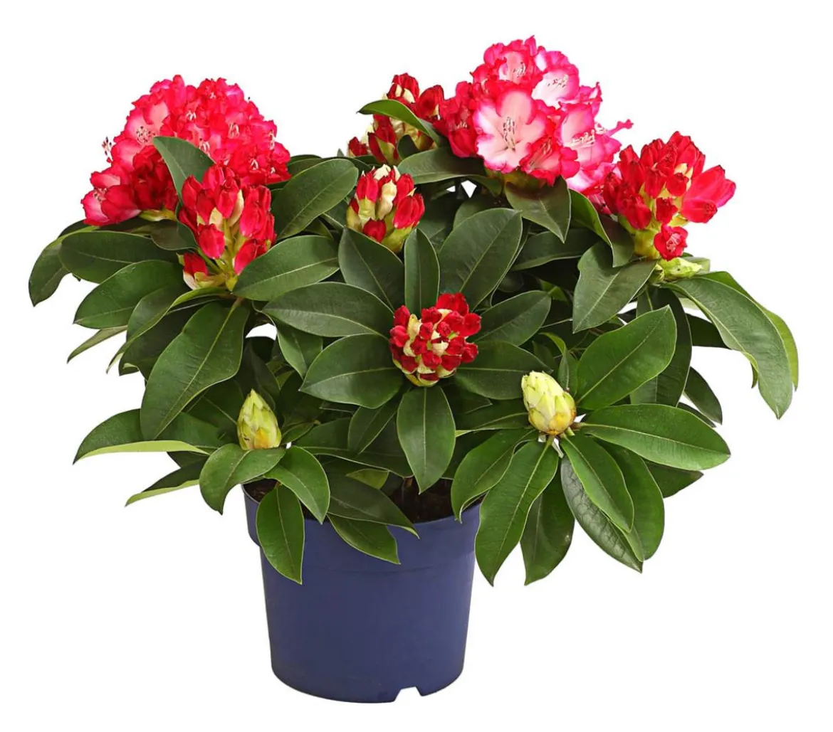Rhododendron 'Super Mega'
