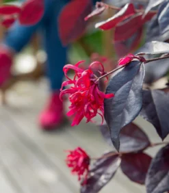 Riemenblüte 'Ever Red'
