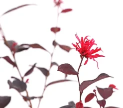 Riemenblüte 'Ever Red'