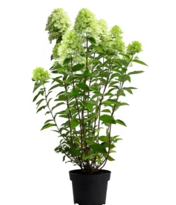 Rispen-Hortensie 'Limelight®'