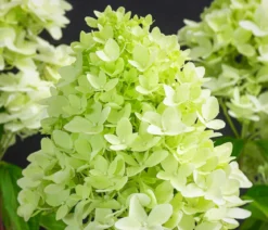 Rispen-Hortensie 'Limelight®'