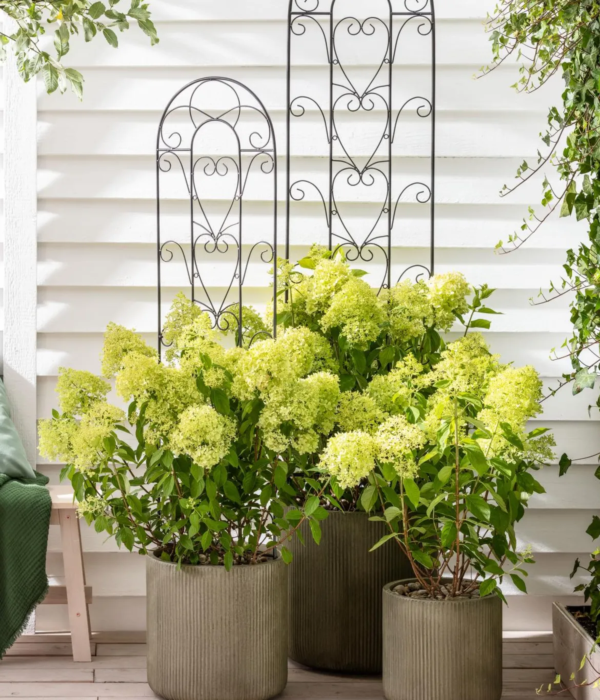 Rispen-Hortensie 'Limelight®'