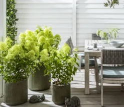 Rispen-Hortensie 'Limelight®'