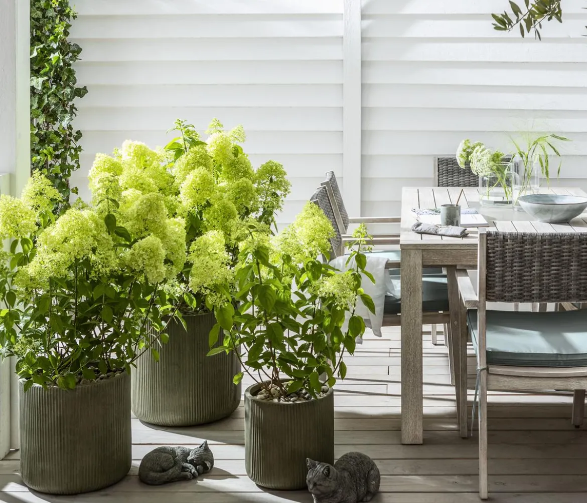 Rispen-Hortensie 'Limelight®'