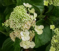 Rispen-Hortensie 'Living Infinity'®