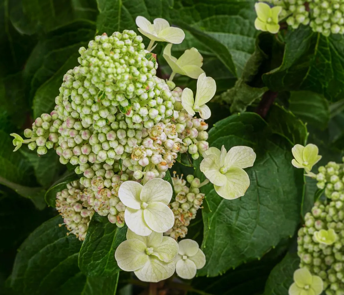 Rispen-Hortensie 'Living Infinity'®