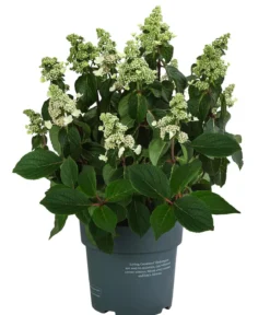 Rispen-Hortensie 'Living Infinity'®
