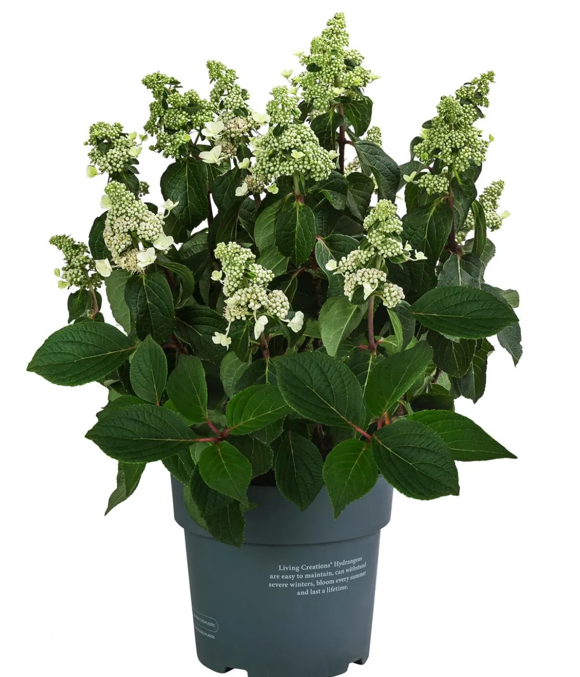 Rispen-Hortensie 'Living Infinity'®