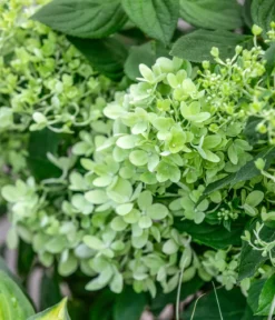 Rispen-Hortensie 'Magical Candle'