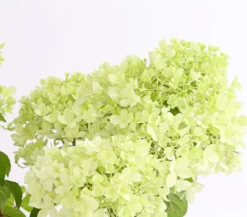 Rispen-Hortensie 'Magical Candle'