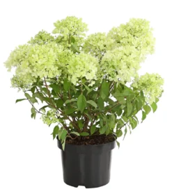 Rispen-Hortensie 'Magical Candle'