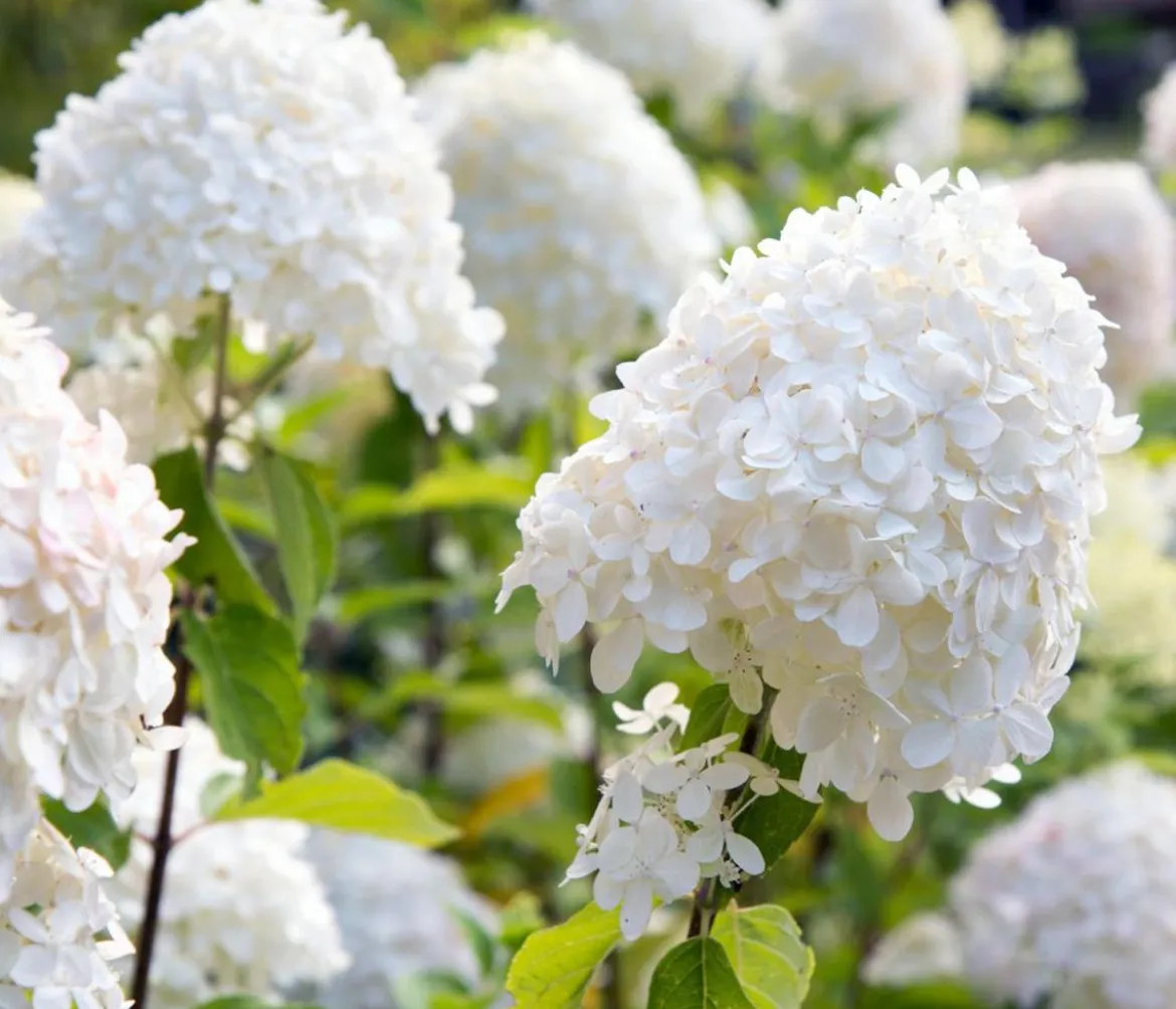 Rispen-Hortensie 'Magical Fire'
