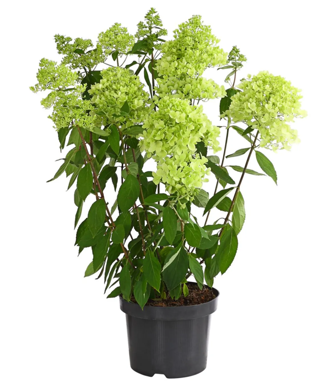Rispen-Hortensie 'Magical Summer'
