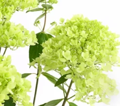 Rispen-Hortensie 'Magical Summer'