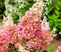 Rispen-Hortensie 'Pinky Winky'