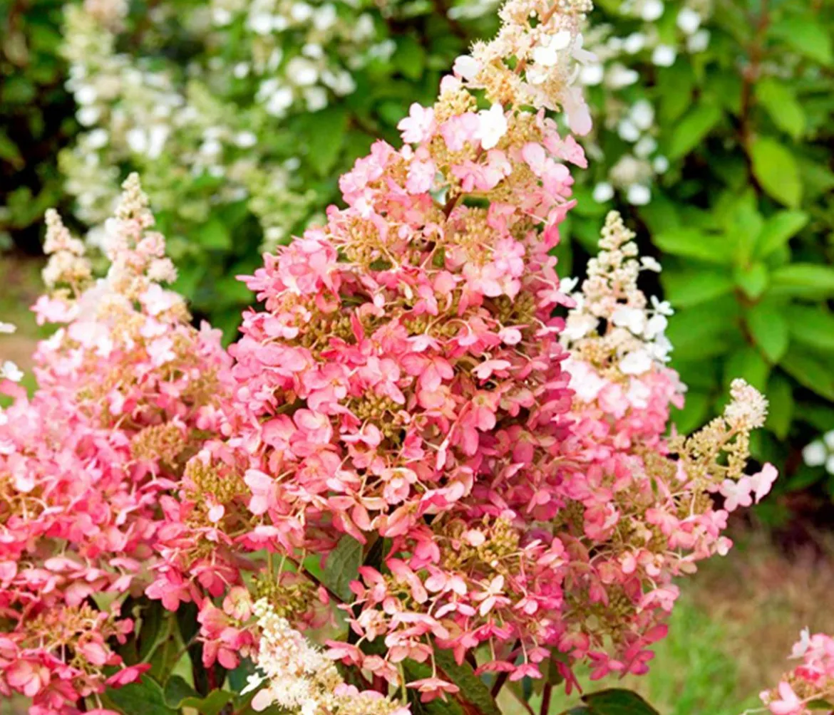 Rispen-Hortensie 'Pinky Winky'