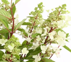 Rispen-Hortensie 'Pinky Winky'