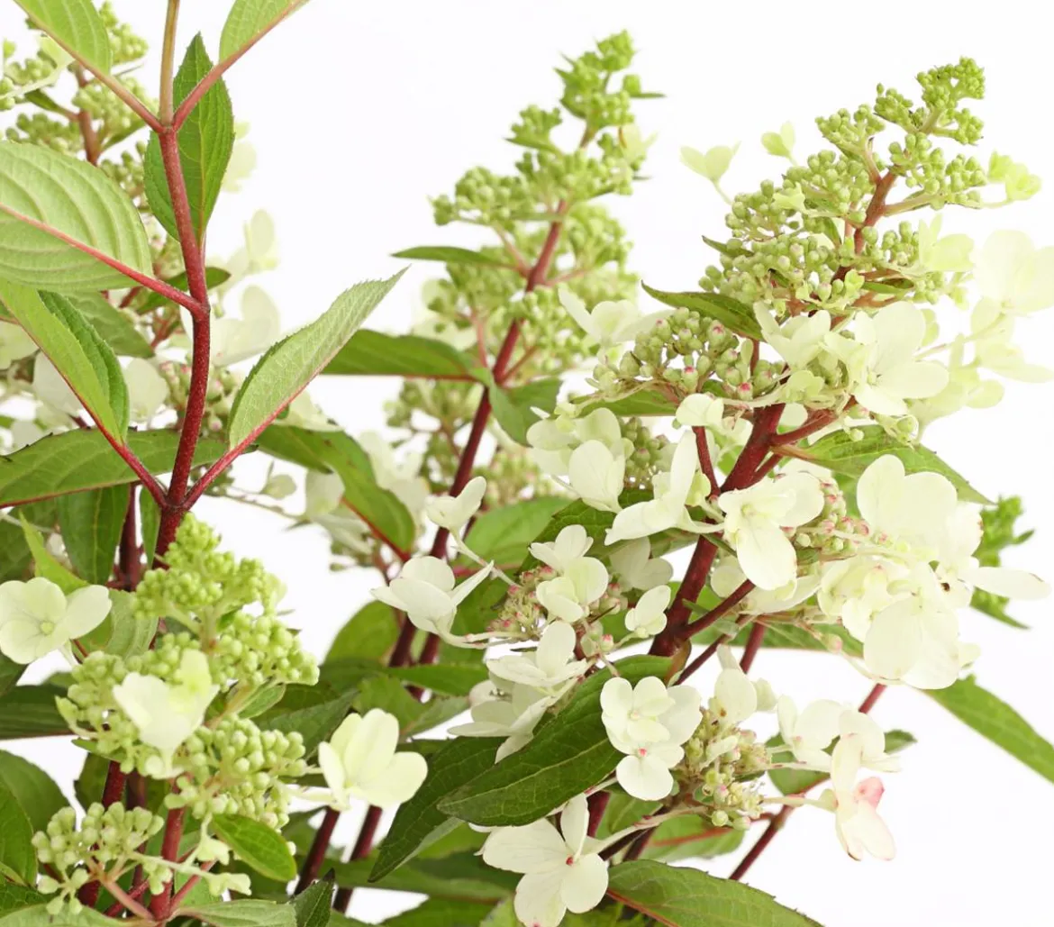Rispen-Hortensie 'Pinky Winky'