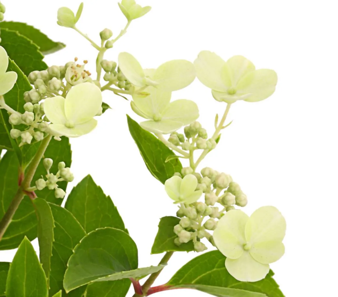 Rispen-Hortensie 'Prim White'