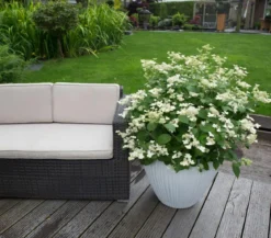 Rispen-Hortensie 'Prim White'