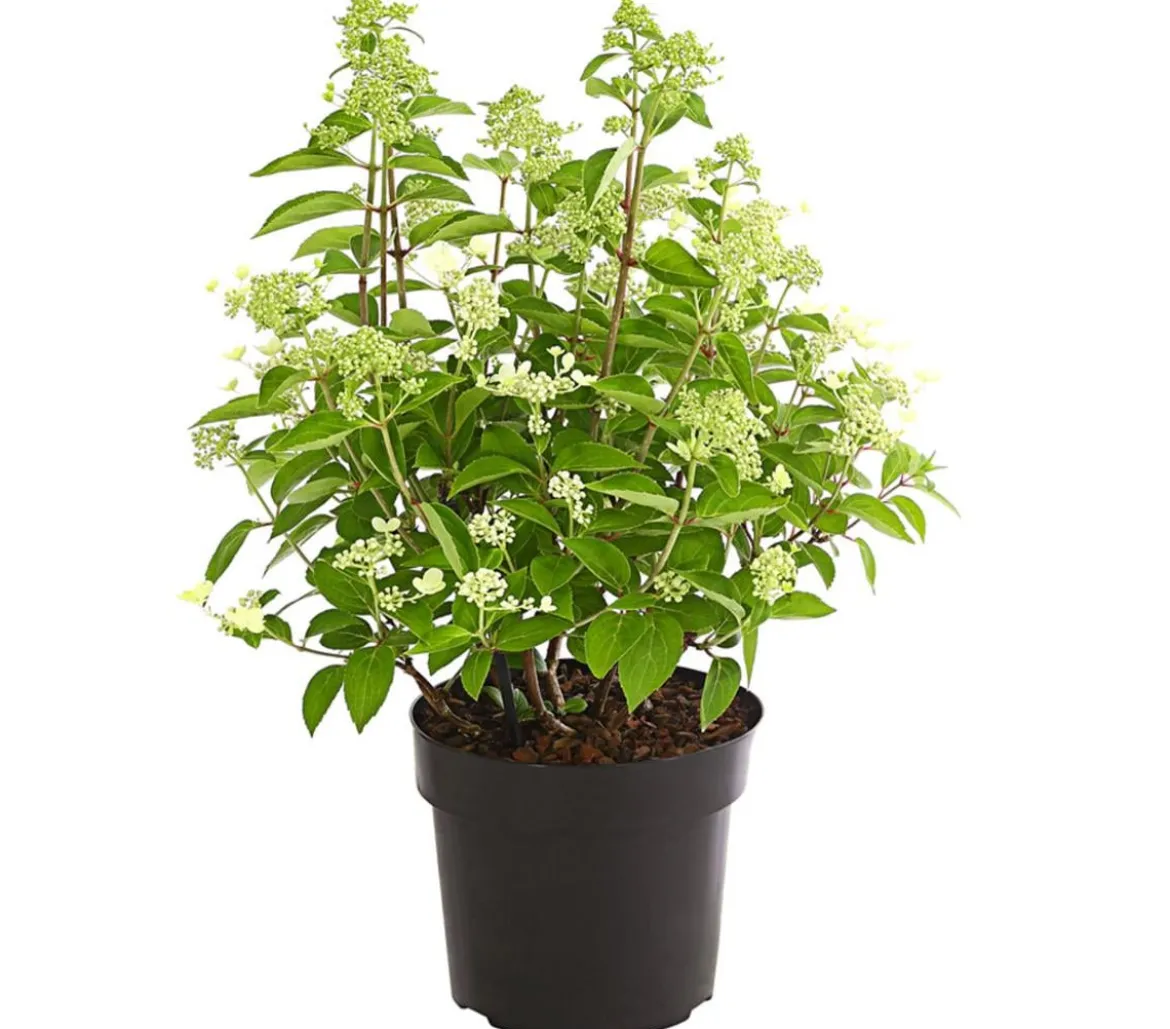 Rispen-Hortensie 'Prim White'