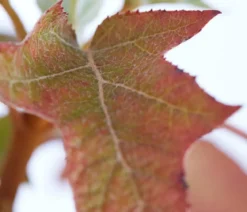 Rispen-Hortensie 'Ruby Slippers'