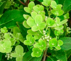 Rispen-Hortensie 'Switch® Ophelia'
