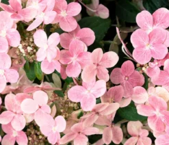 Rispen-Hortensie 'Switch® Ophelia'