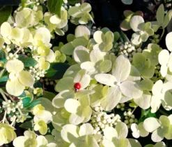 Rispen-Hortensie 'Switch® Ophelia'