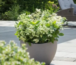 Rispen-Hortensie 'Switch® Ophelia'