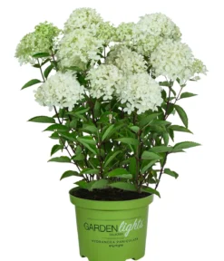 Rispen-Hortensie 'Whitelight'®