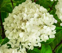 Rispen-Hortensie 'Whitelight'®