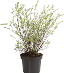 Rispenspiere 'Grefsheim'