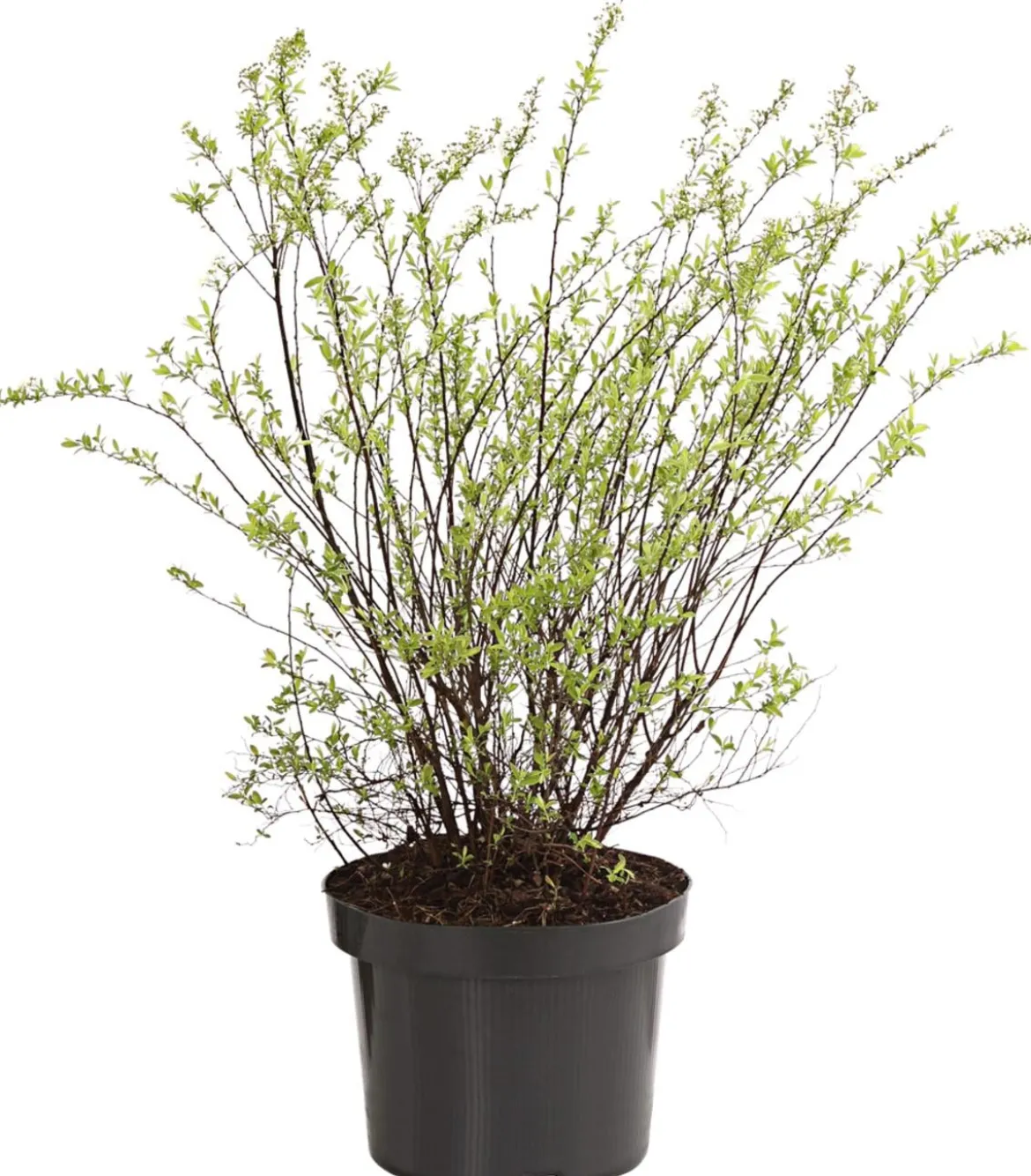 Rispenspiere 'Grefsheim'