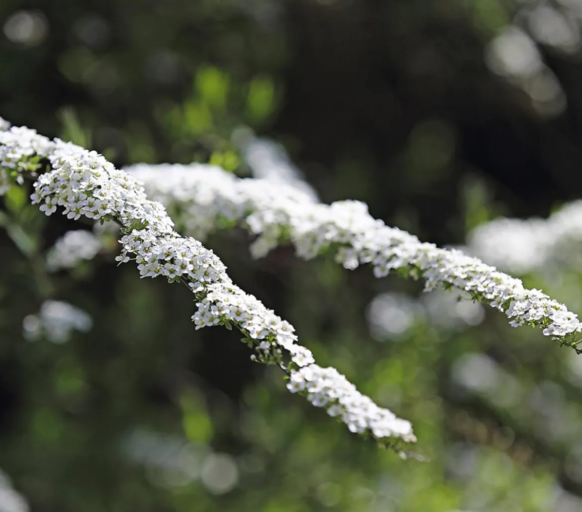 Rispenspiere 'Grefsheim'