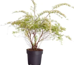 Rispenspiere 'Grefsheim'