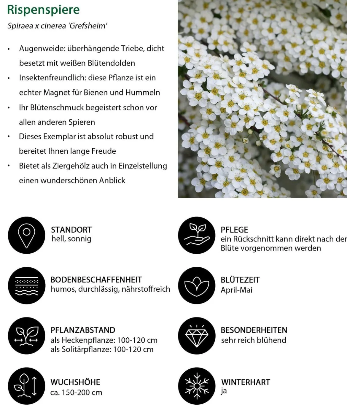 Rispenspiere 'Grefsheim'